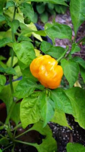Orange ‘Scotch Bonnet’ Peppers and the Haiti Connection